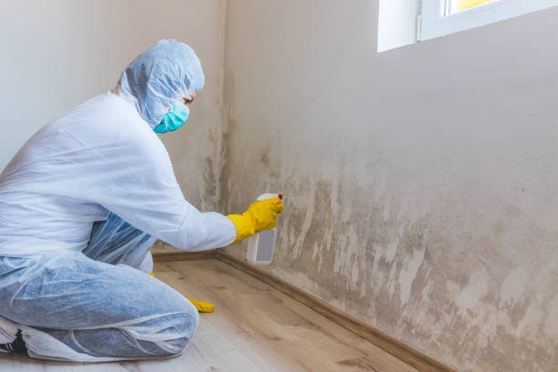 Mold inspector in Plainview performing thermal imaging
