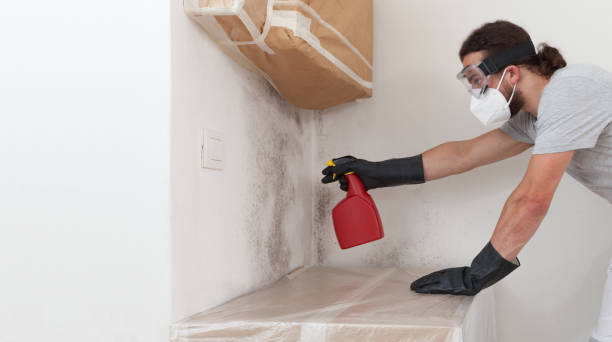 Basement Mold Remediation treatment on basement walls in Plainview