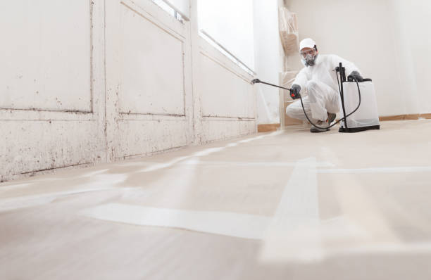 Black mold remediation team in Plainview